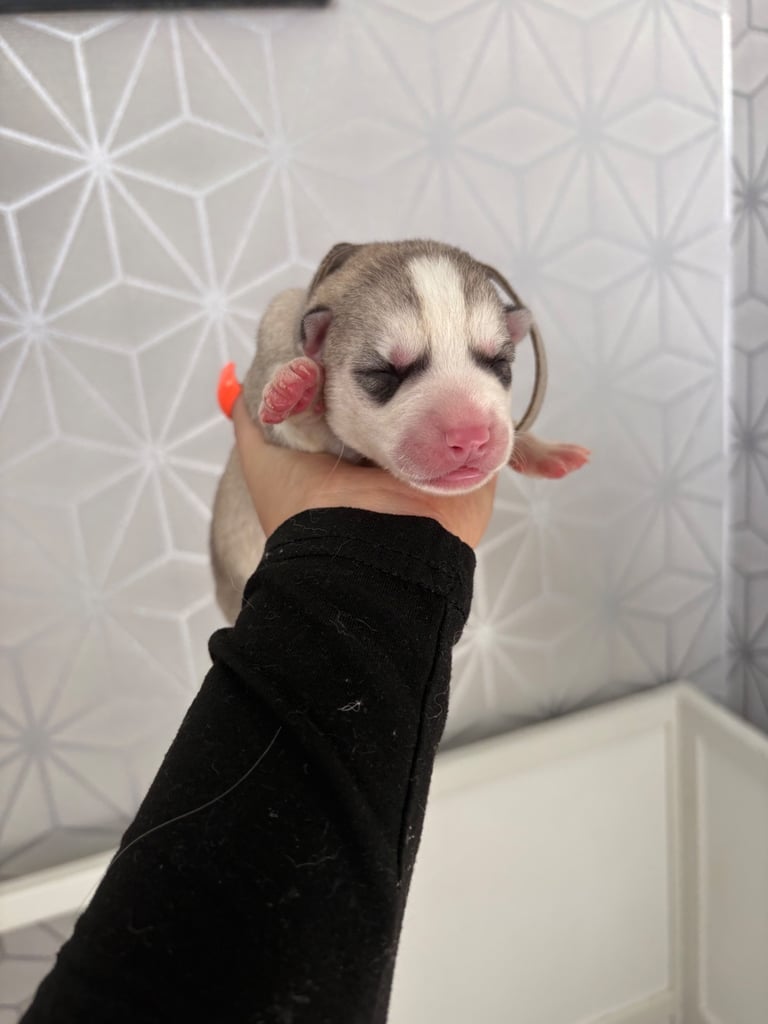 Husky puppies 
