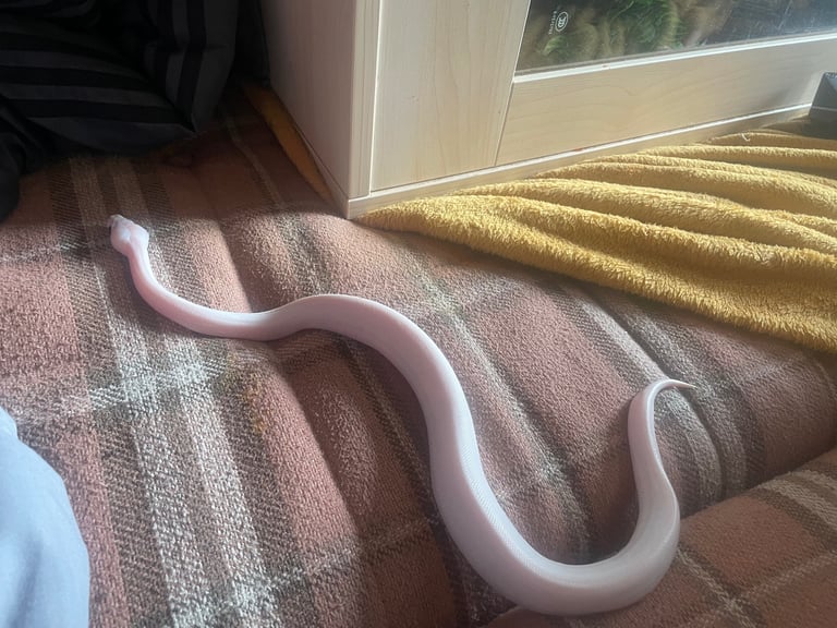 Two Juvenile Ball Pythons + Vivarium Setup