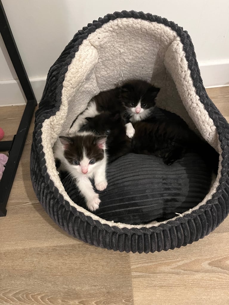 Ragdoll X kittens 