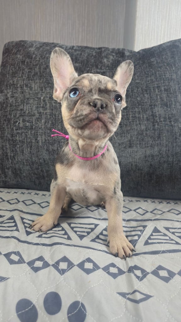 KC unique french bulldog puppies