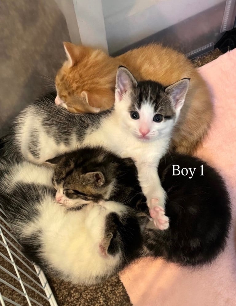 Cute kittens!