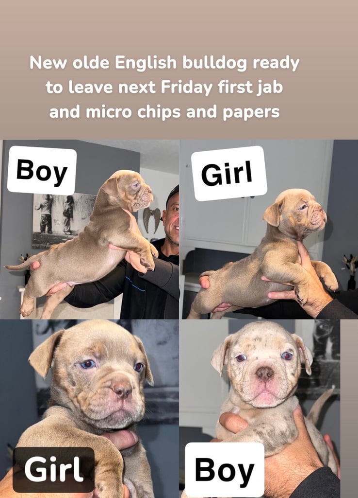 Olde English bull puppy’s 