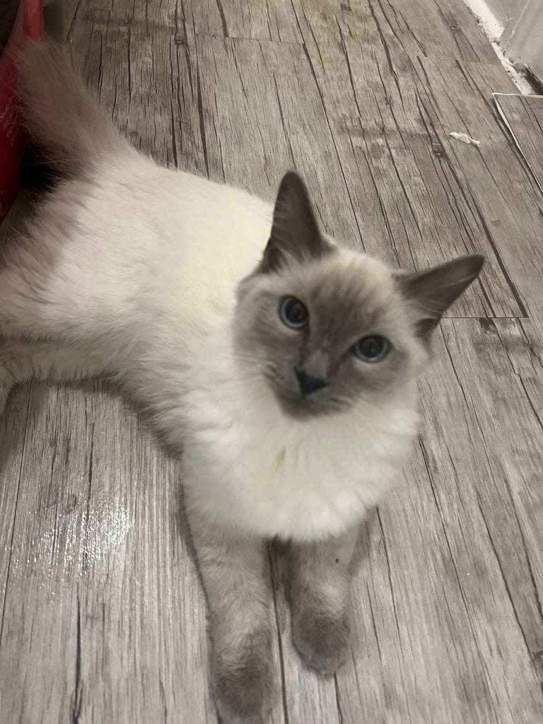 Male ragdoll 