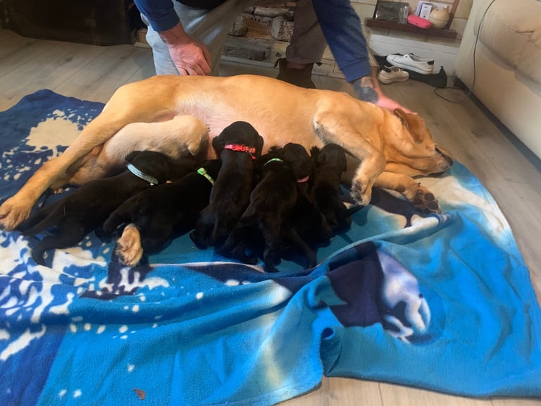 Labrador puppies 