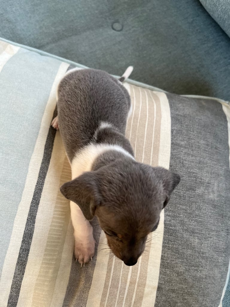 Miniature dachshund ONLY 3 left 