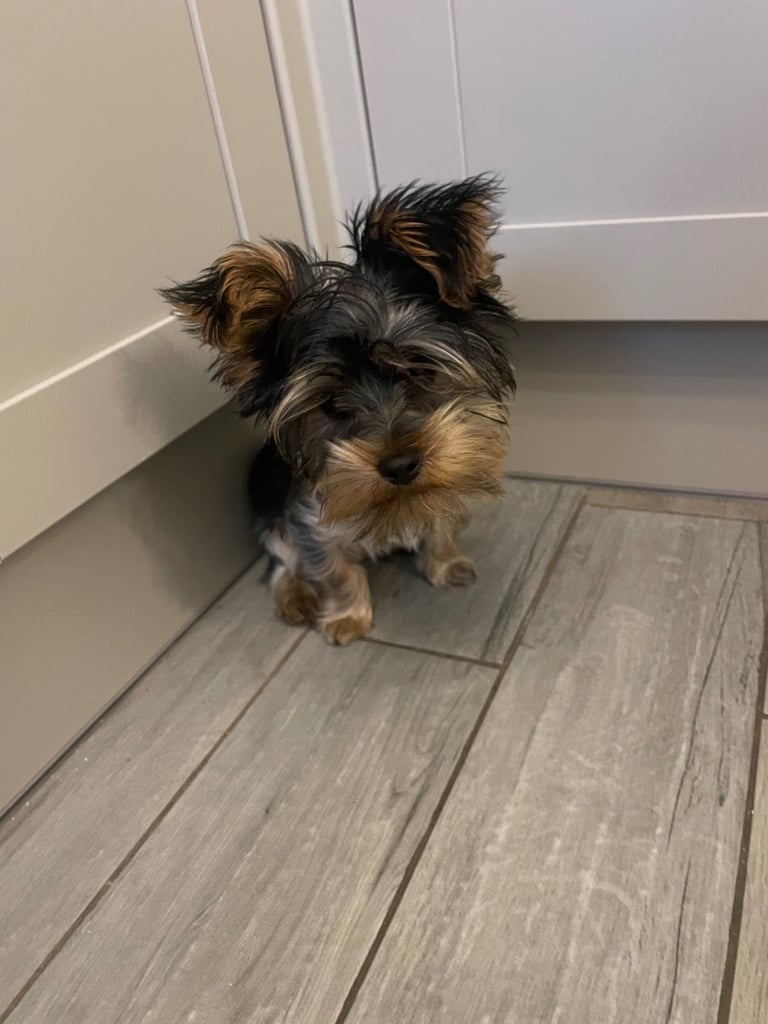Yorkshire terrier puppy 