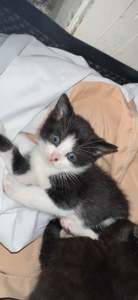 Female cat