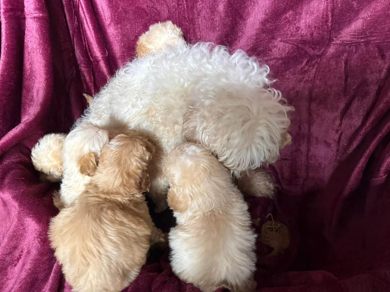 Cockerpoo puppies