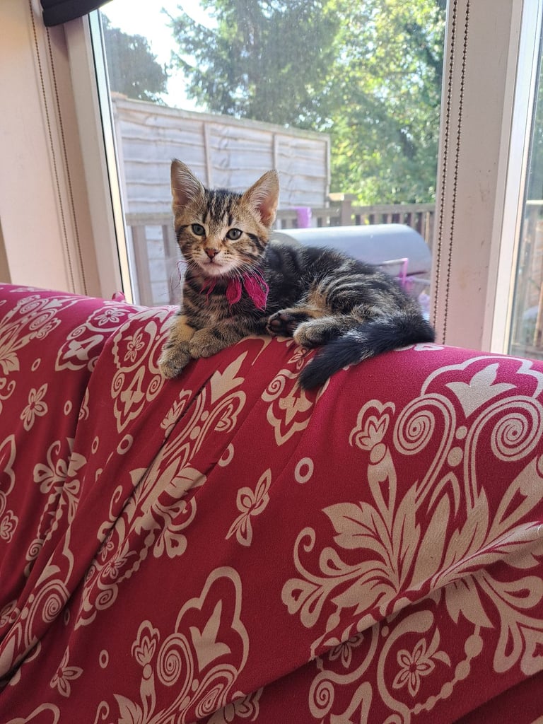 Kittens waiting for a forever home (last one)