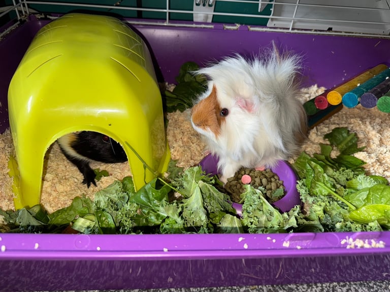 2x male guinea pigs for adoption 
