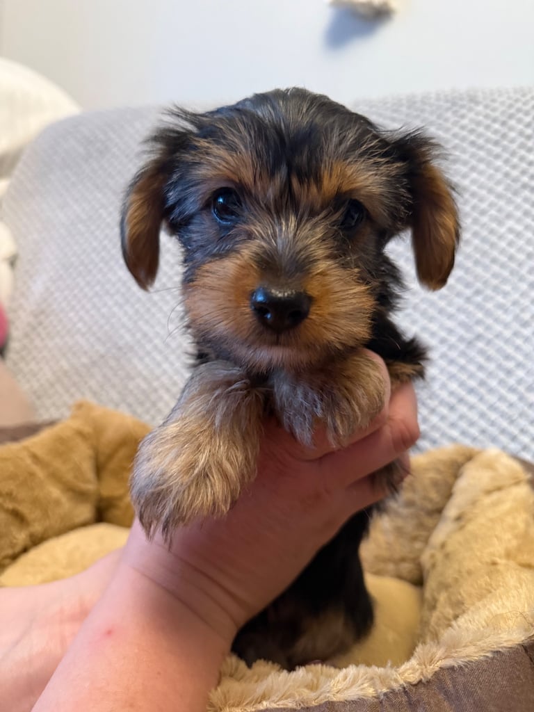 Stunning Yorkshire Terriers for sale