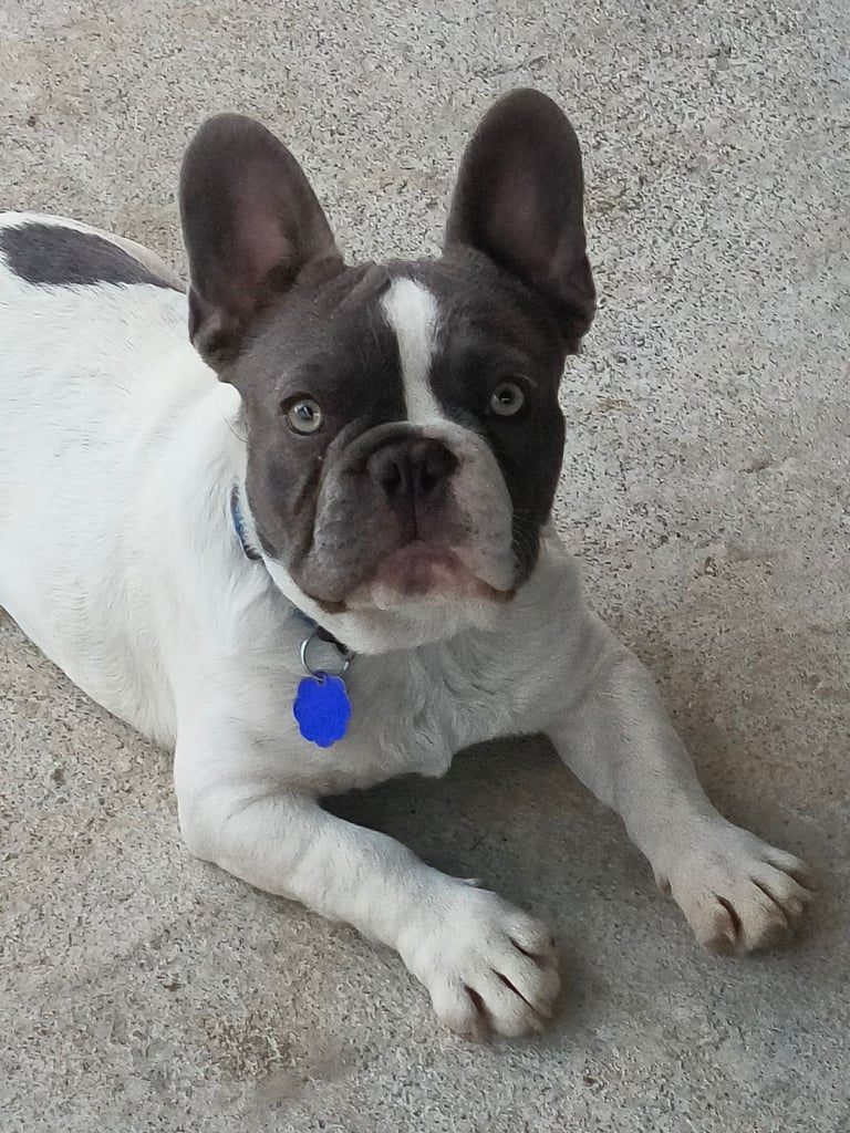 Selling French bulldog boys 