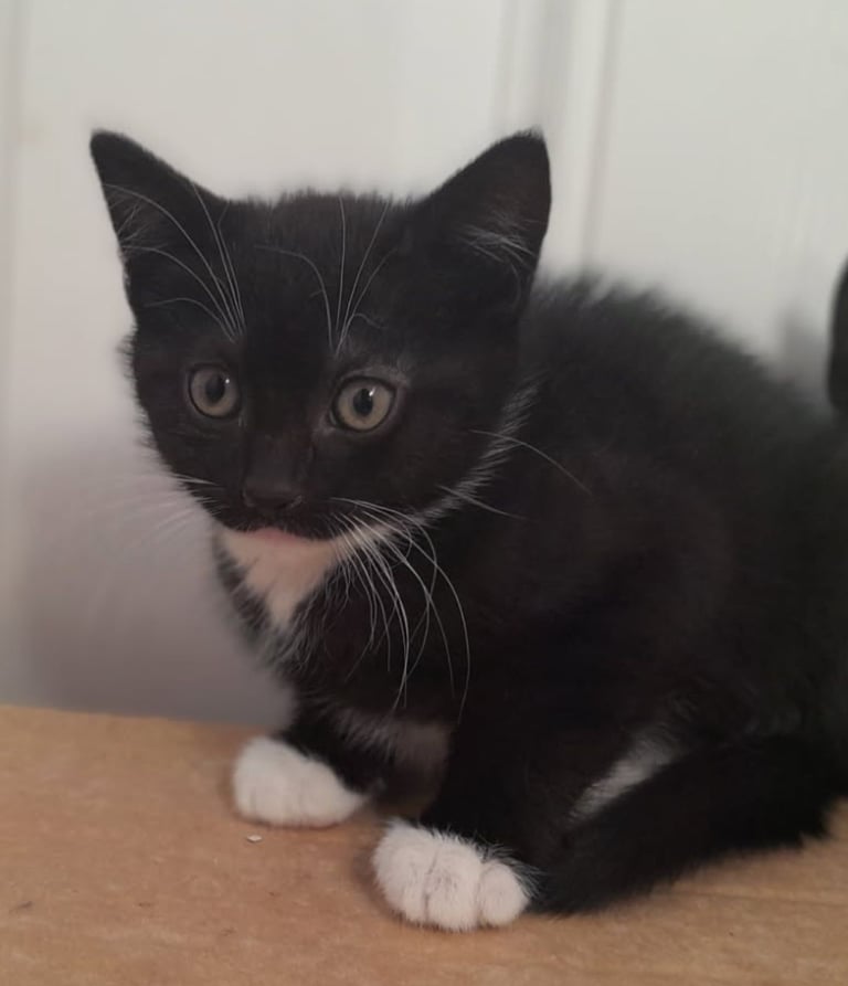  Male kitten for sale