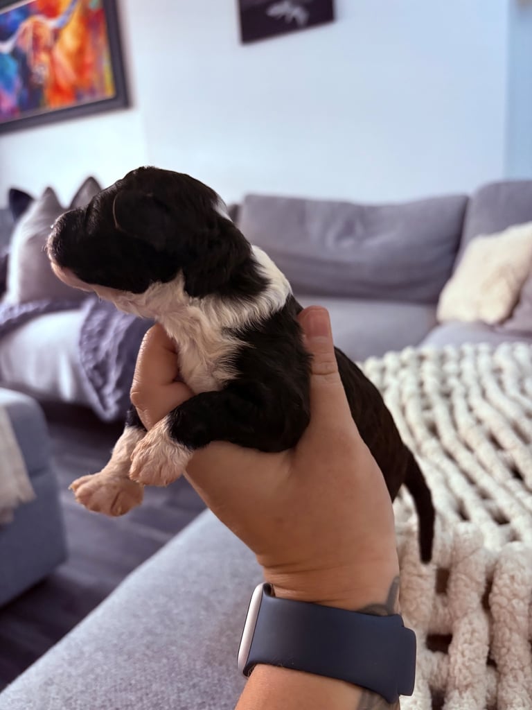 image for F2 Sproodle Puppies 