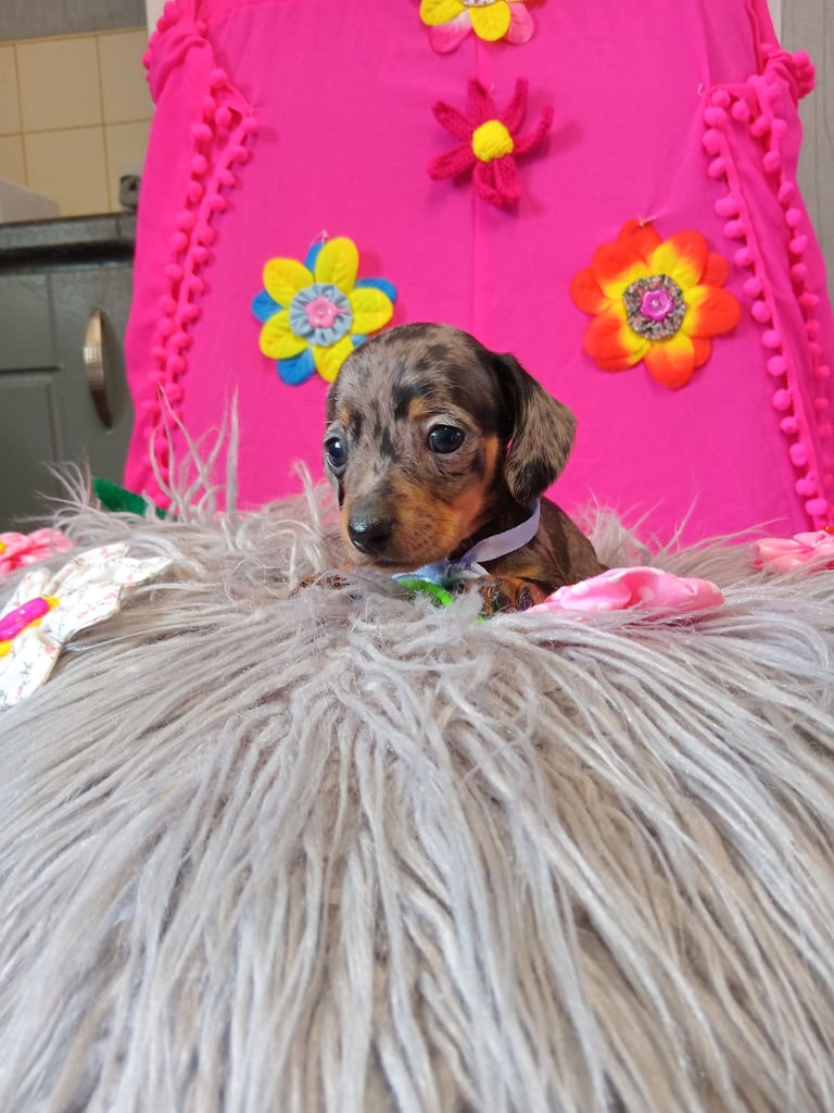 3 miniature duschund 🐶 puppies 