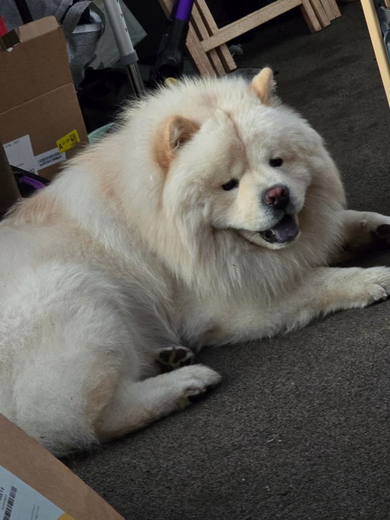 needs rehoming urgent 