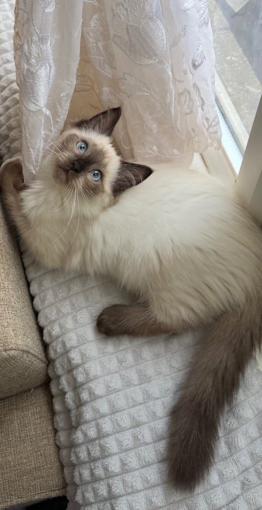 Ragdoll for sale 