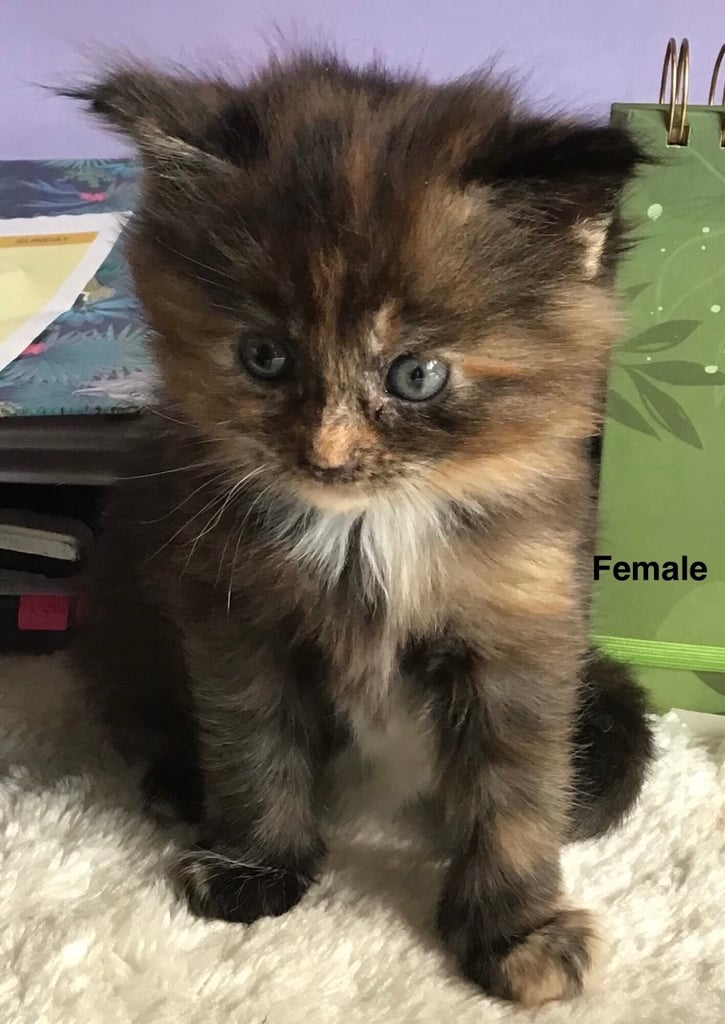 Ragdoll-Maincoon mix kittens