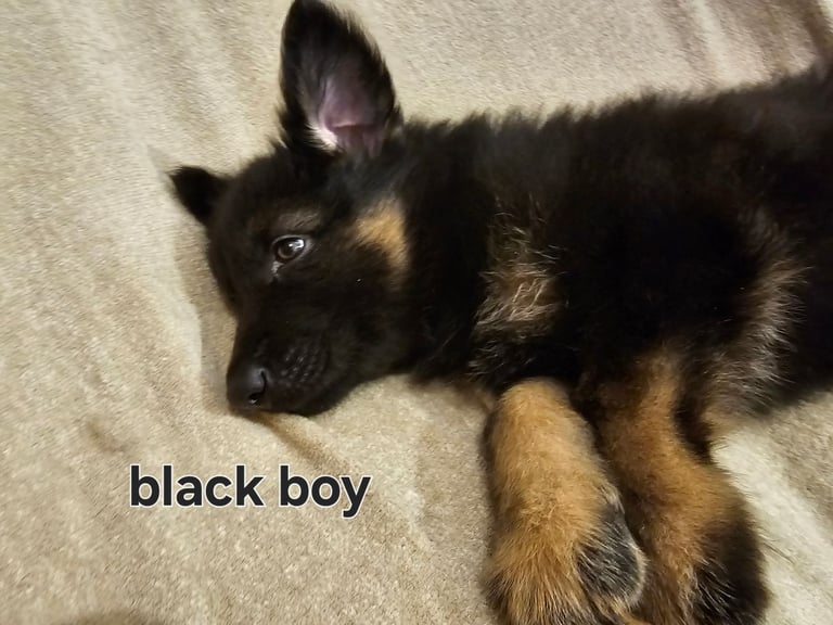 German Shepherd Dogs Puppies for Sale Gumtree - Main Image