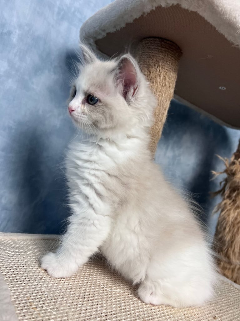 Super Rare green-eyed light mink ragdoll girl Ready now
