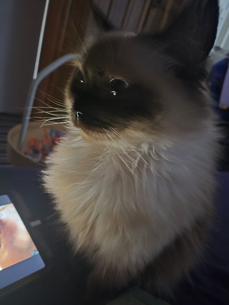 Stunning Ragdoll cat for adoption 