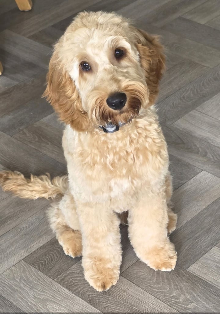 image for Cockapoo