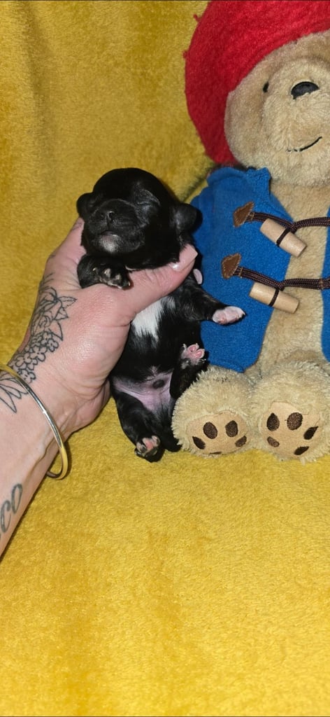 1 time miniature pomapoos 