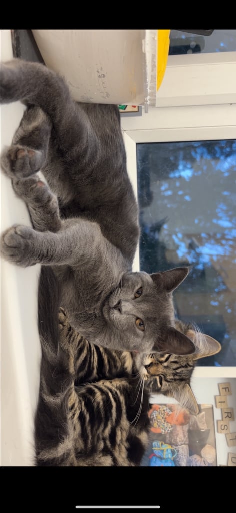 2 kittens for rehoming 