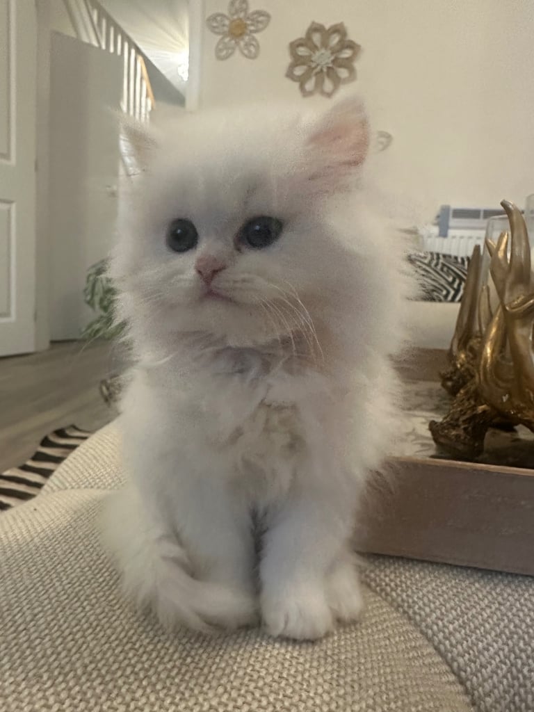 Beautiful Pure Persian White Female Kitten with grey eyes, ready to go in 2 weeks