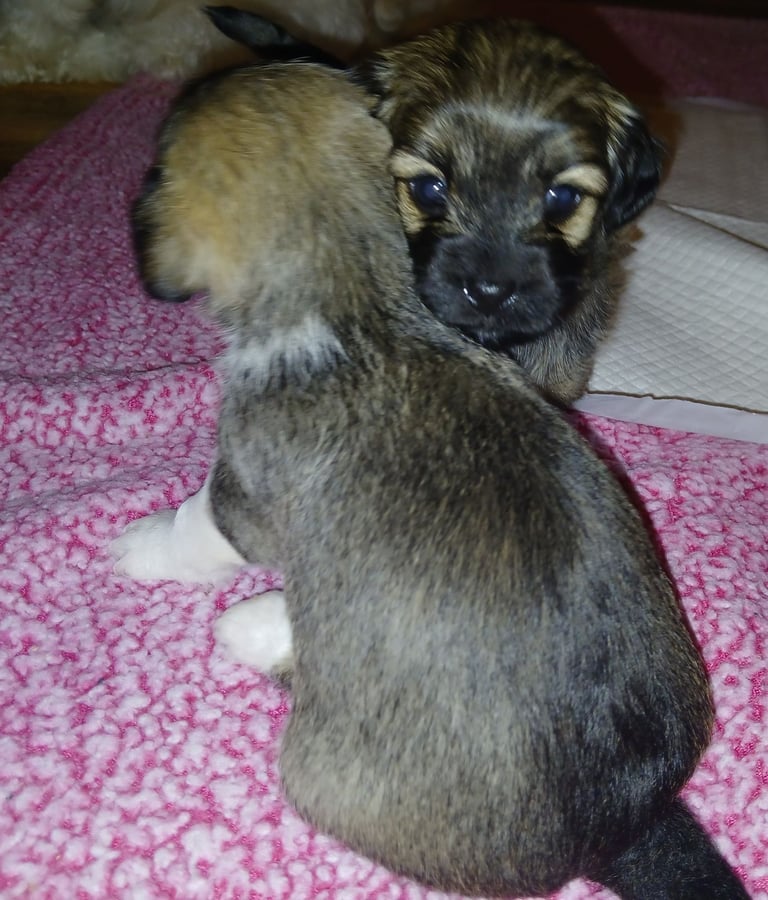 2 boy lhasa/chihuahua. 