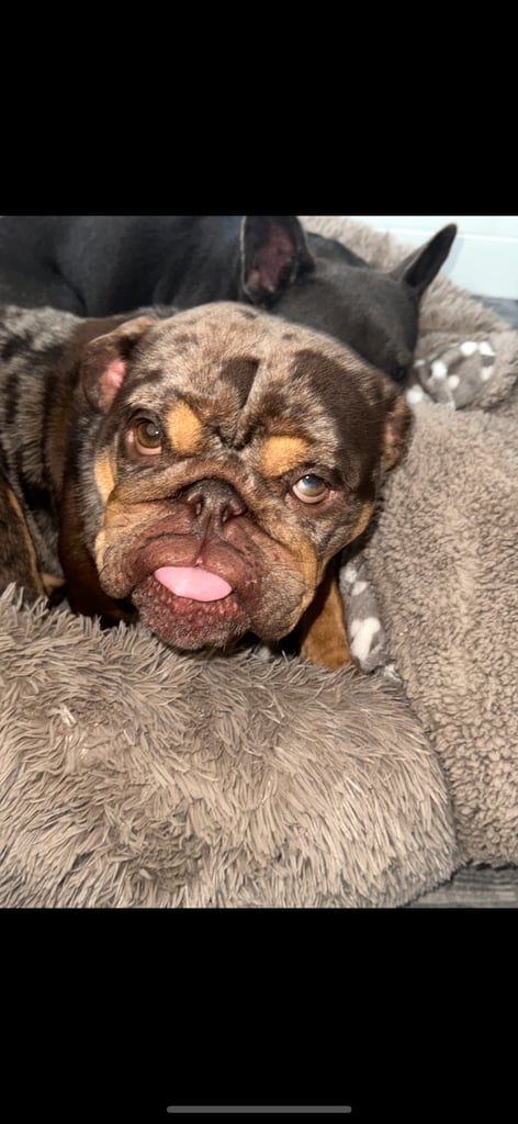 British bulldog for sale 