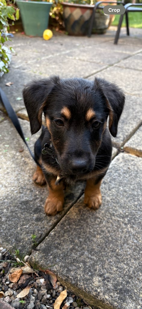 German shepherd dachshund 