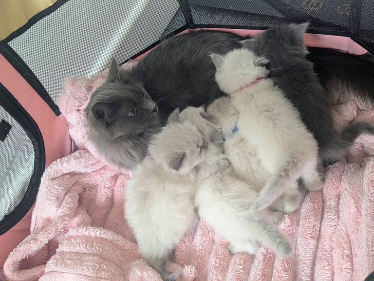 5 beautiful kittens Ragdoll X Turkish 