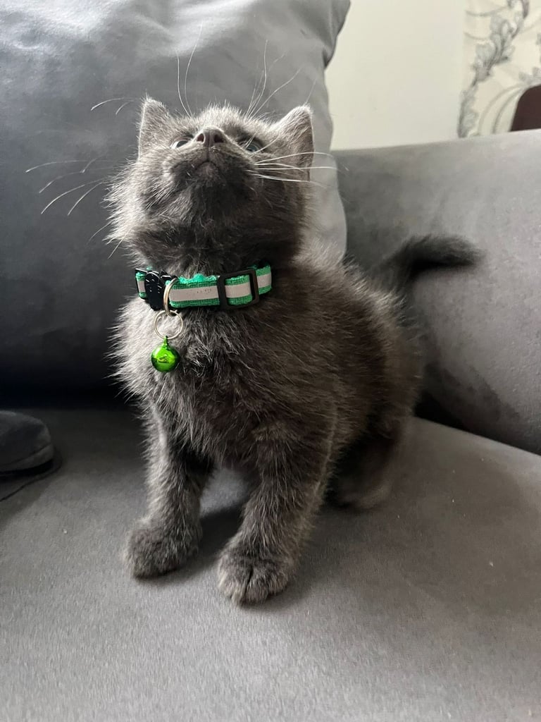 Male kitten for sale 8weeks b