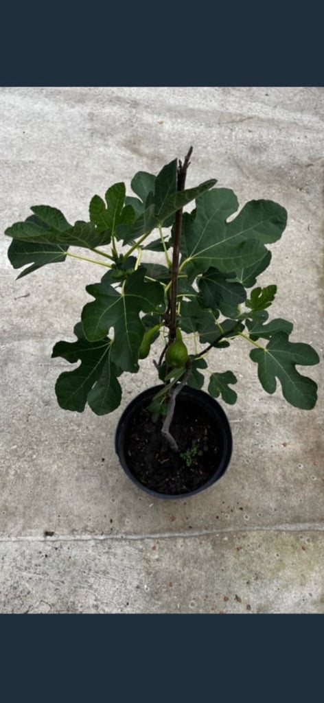 Fig tree