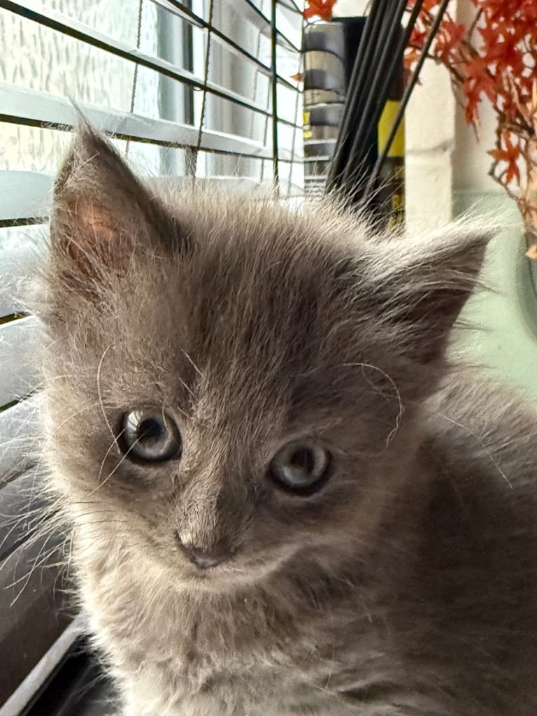 Maine coon / Persian/ British Blue mix - cute grey fluffy kitten ready to leave now