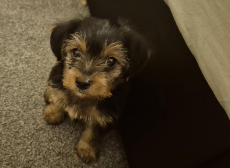  Full Breed Yorkshire Terrier Boy – 8 Weeks Old 