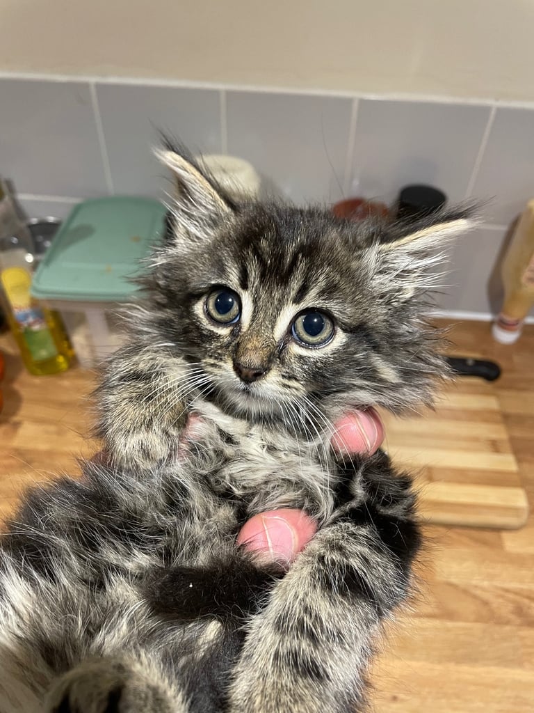 Kittens boy & girl 11weeks fleats & worm treated, fully trained 