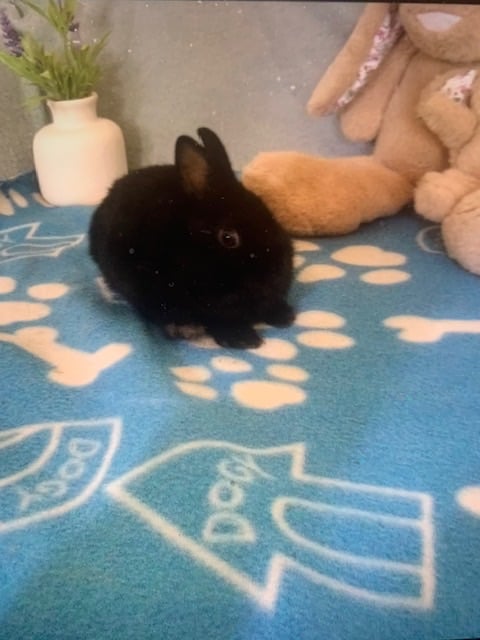 image for Baby Netherland Dwarf Rabbits