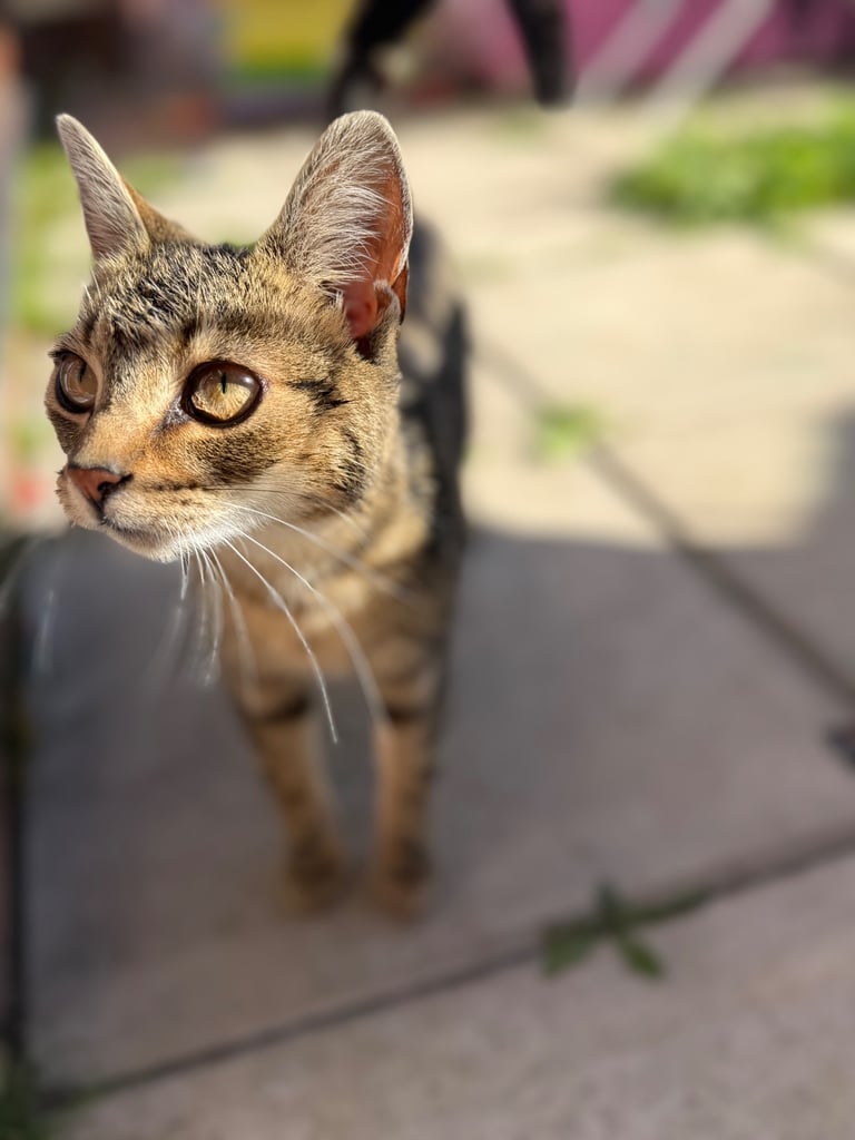 2 x female kittens 11 months old 