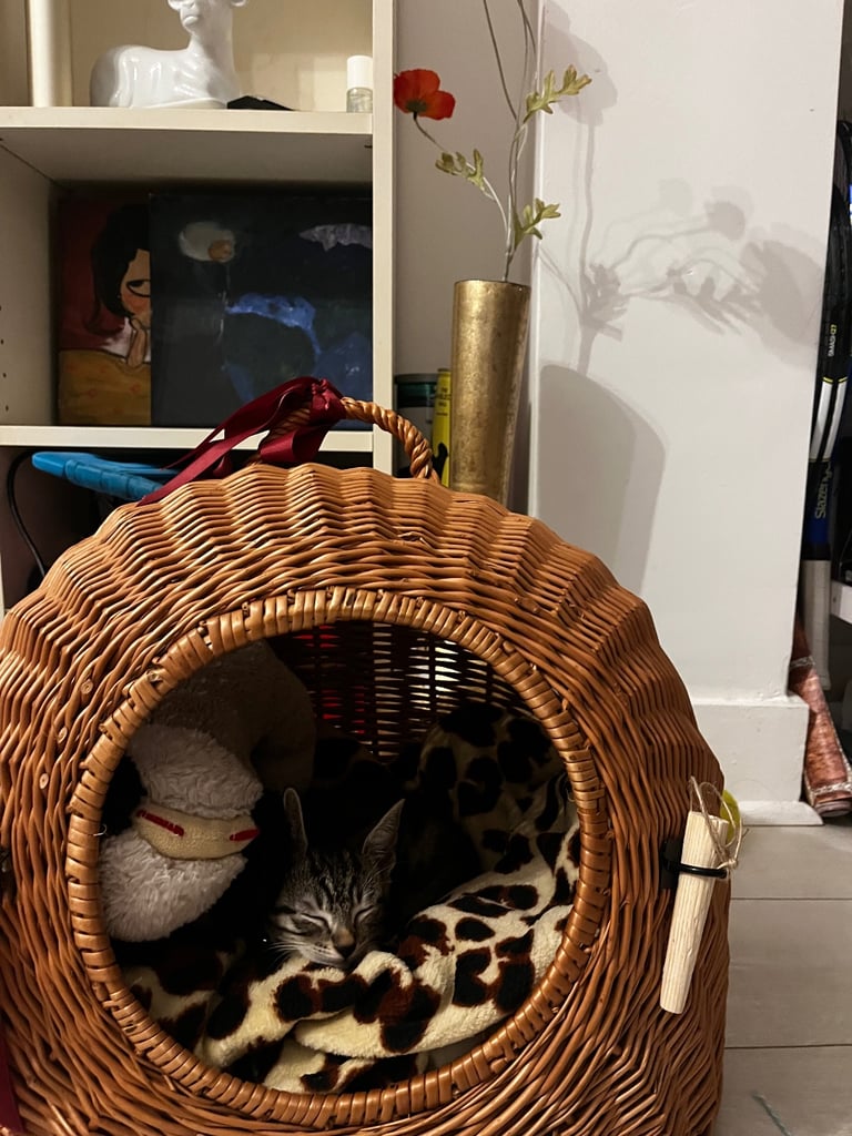 Beautiful & Playful Tabby Cat – Looking for a Loving Home