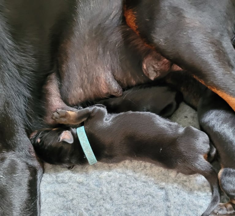 *all gone* Stunning KC reg Dobermann puppies 