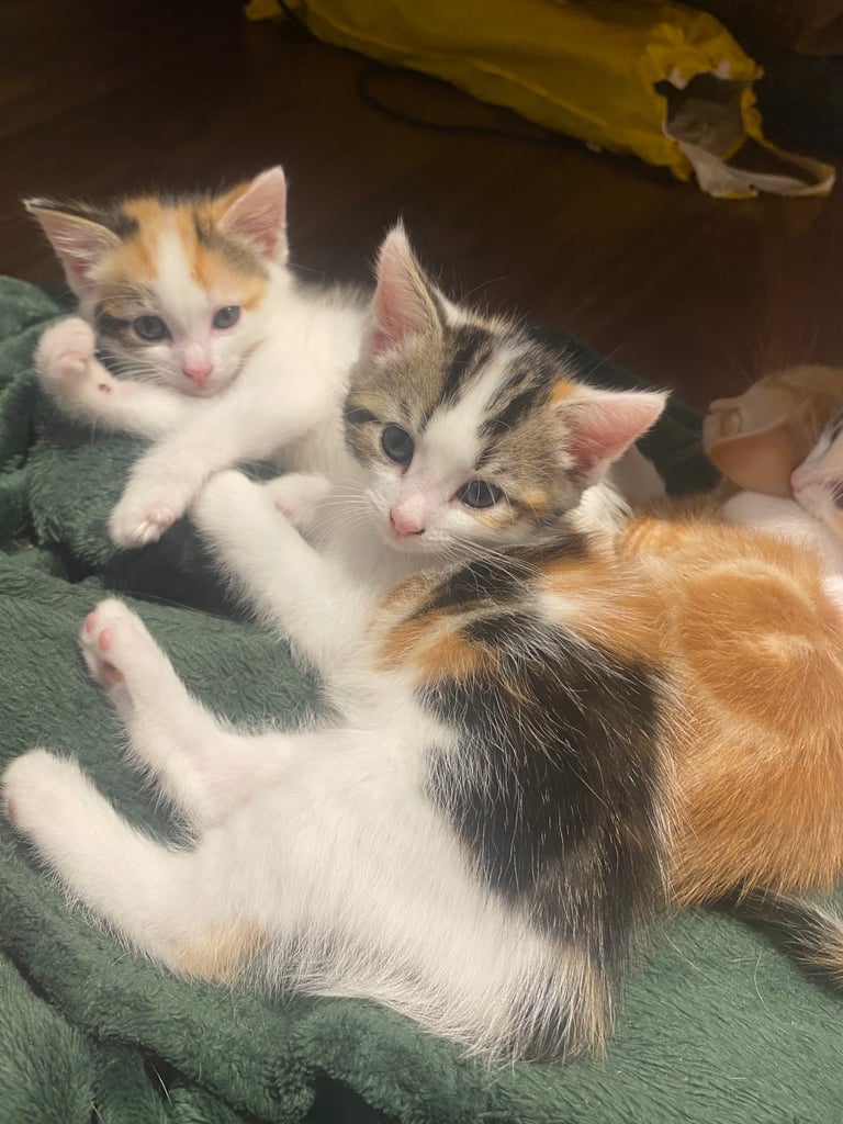 adorable kittens for sale 