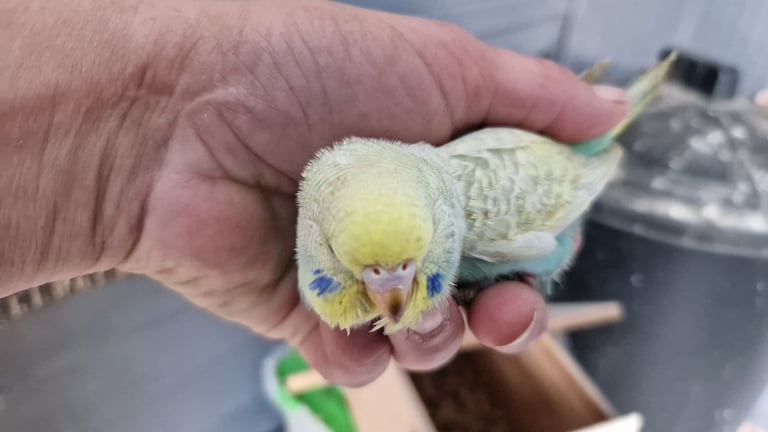 2x baby budgies £50 each