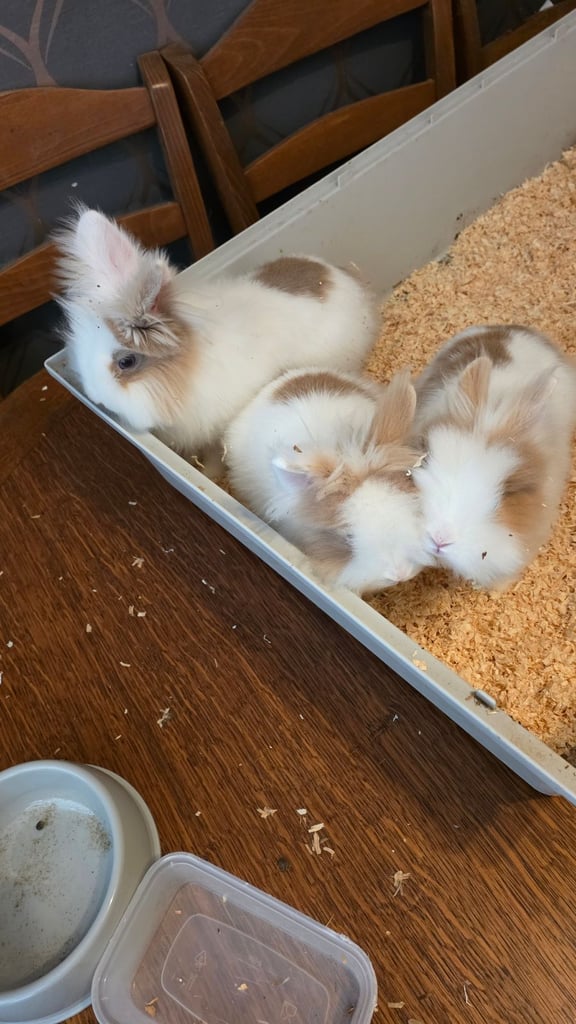 female rabbits