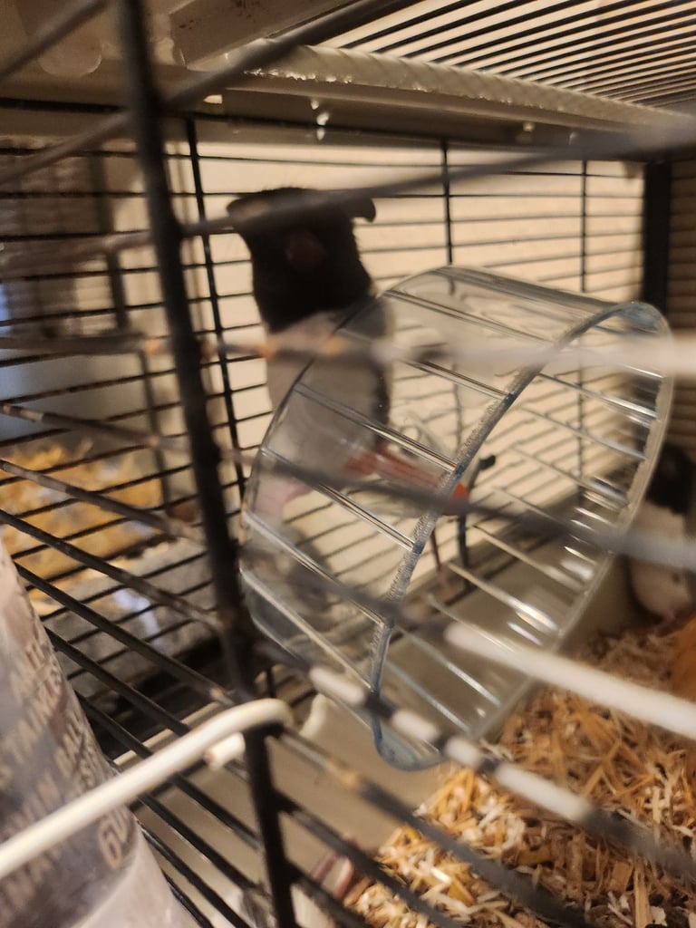 3 girls left Topeard&dumbos on way soon