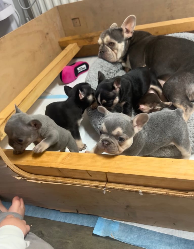 🩷FRENCHIE PUPS FOR SALE🩷