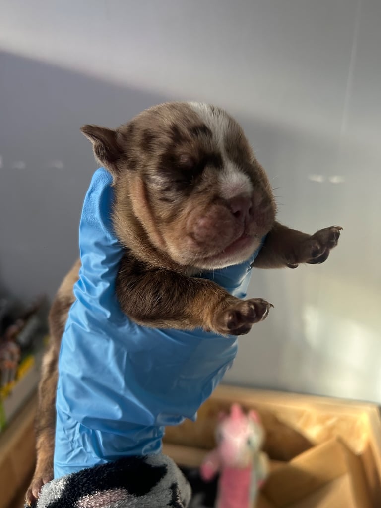 English Bull dog pups 