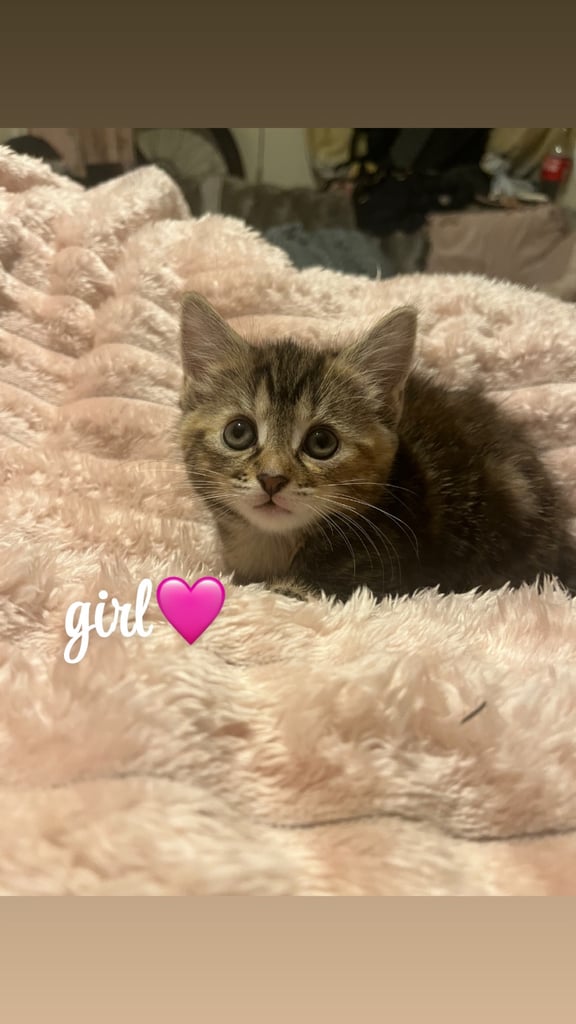 beautiful kittens 