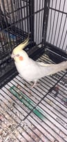 Two,cockatiels for sale with large cage and toys.